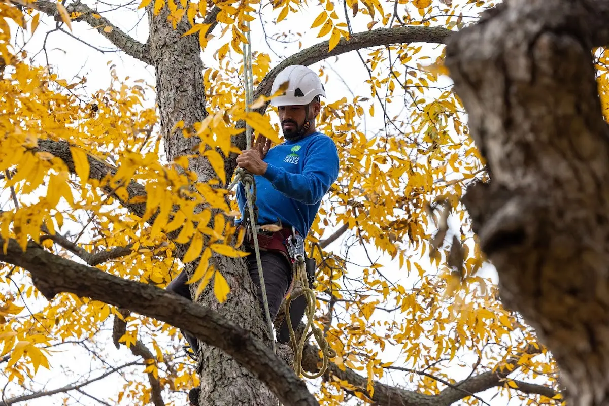 Skilled Tree Pruning crew working in Water Valley