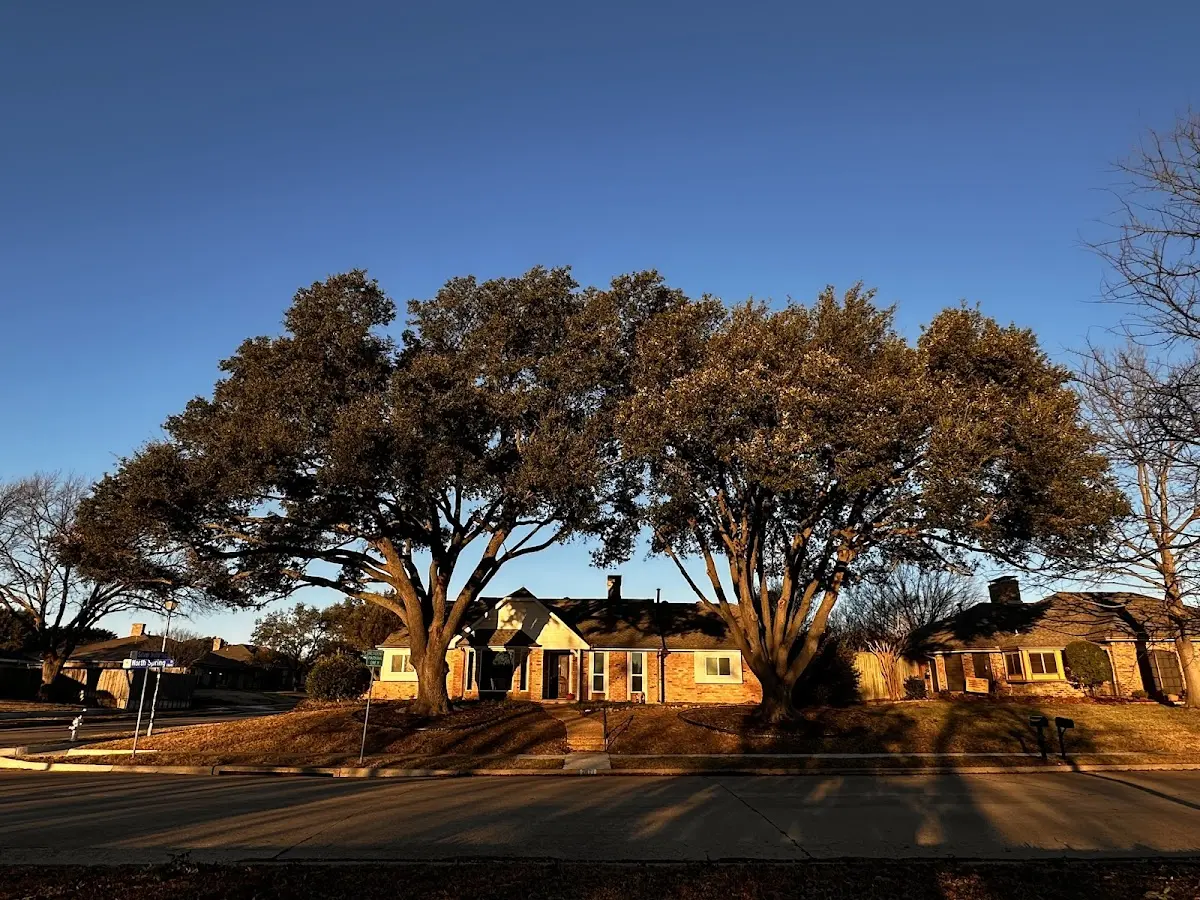 Established residential canopy tree shading a home in Water Valley